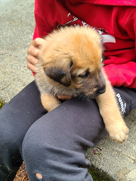 chinook dog